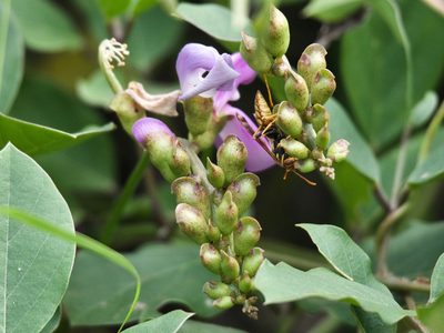 Canavalia brasiliensis, photographed by Bill Levine