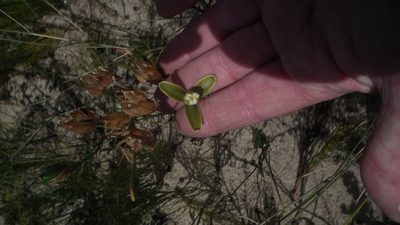 Albuca flaccida, photographed by Shaun Swanepoel