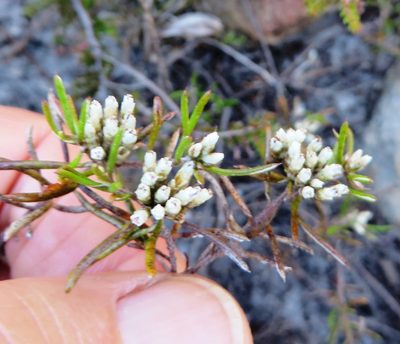 Metalasia tenuifolia, photographed by linkie