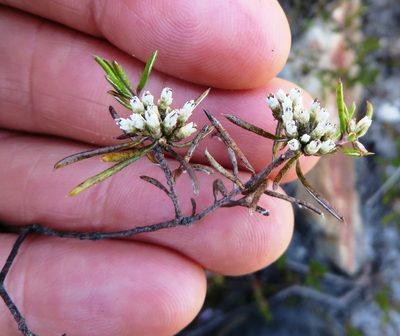 Metalasia tenuifolia, photographed by linkie