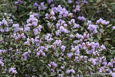 Strobilanthes kunthiana, photographed by Manoj Karingamadathil