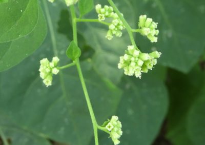 Boerhavia scandens, photographed by Francisco Farriols Sarabia