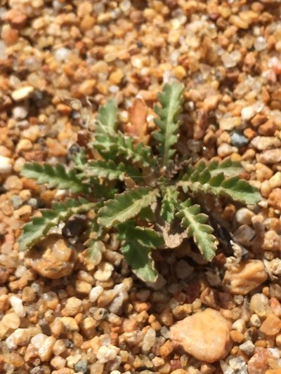 Rorippa subumbellata, photographed by Lindsey K. Wise