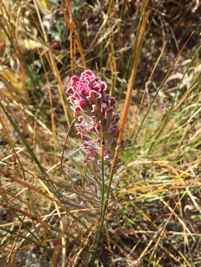 Castilleja pilosa, photographed by Lindsey K. Wise
