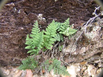 Myriopteris yavapensis, photographed by Gordon C. Snelling