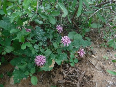 Acourtia runcinata, photographed by Eric Knight