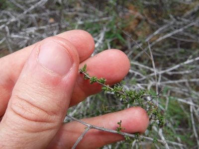Krameria ramosissima, photographed by Eric Knight