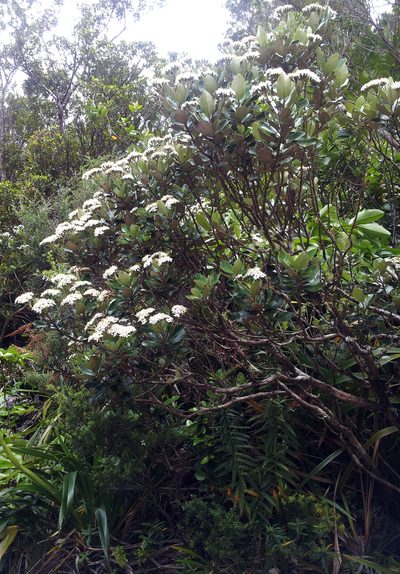Olearia townsonii, photographed by Peter de Lange