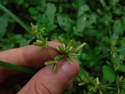 Cyperus ochraceus, photographed by Eric Knight