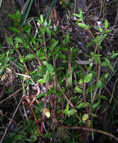 Gratiola sexdentata, photographed by Peter de Lange