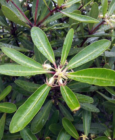 Pittosporum kirkii, photographed by Peter de Lange