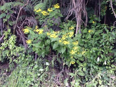 Senecio rufiglandulosus, photographed by Sarah Richardson