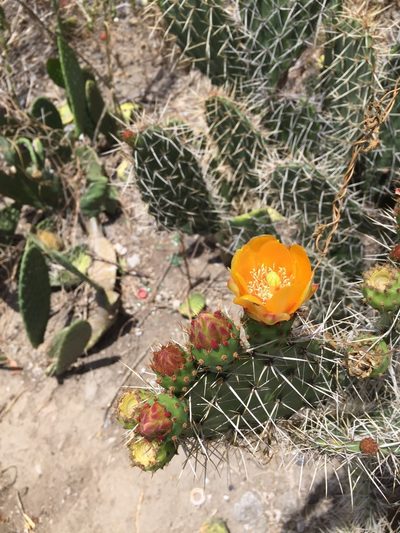 Opuntia soederstromiana, photographed by Diego F. Cisneros-Heredia