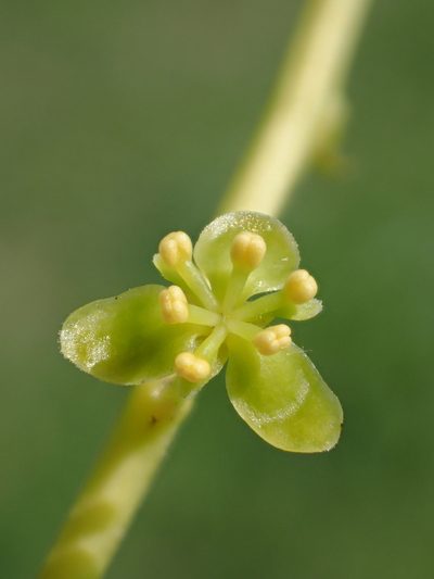 Tinospora crispa, photographed by 葉子