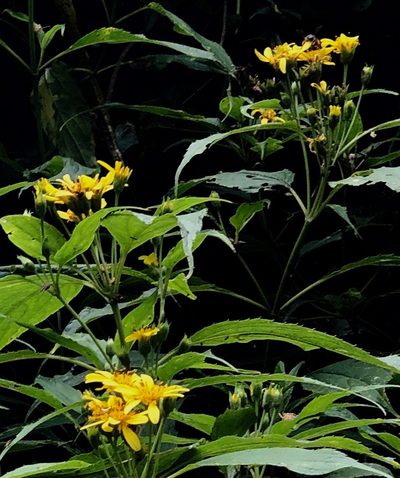 Oyedaea verbesinoides, photographed by desertnaturalist