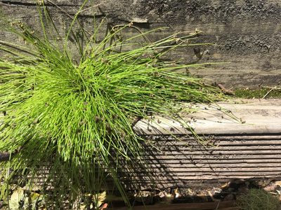 Isolepis sepulcralis, photographed by Jenny Christianson