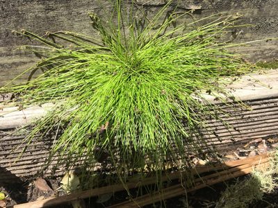 Isolepis sepulcralis, photographed by Jenny Christianson