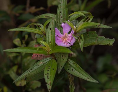 Melastoma sanguineum, photographed by portioid