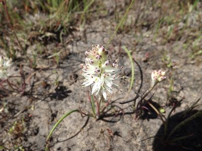Lachenalia contaminata, photographed by James Deacon