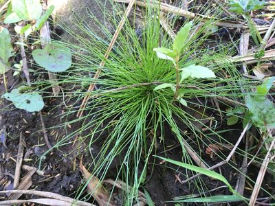 Isolepis sepulcralis, photographed by Jenny Christianson