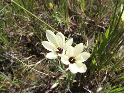 Geissorhiza purpureolutea, photographed by James Deacon