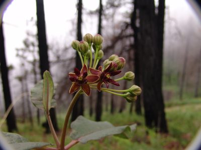 Asclepias hypoleuca, photographed by Gordon C. Snelling