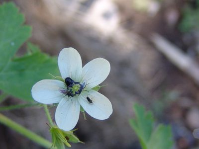 Geranium wislizeni, photographed by Gordon C. Snelling