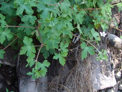 Geranium wislizeni, photographed by Gordon C. Snelling