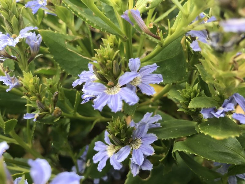 Scaevola nitida, photographed by Ann Bentley