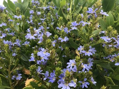 Scaevola nitida, photographed by Ann Bentley