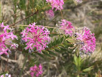 Pimelea rosea, photographed by Ann Bentley