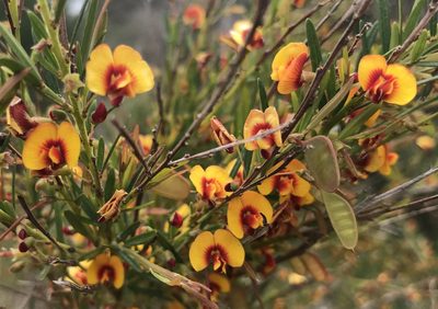 Bossiaea linophylla, photographed by Ann Bentley