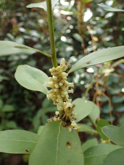 Cuscuta compacta, photographed by Valerie Anderson
