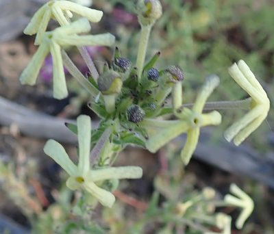 Lyperia tristis, photographed by Peter Warren
