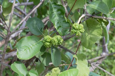 Esenbeckia flava, photographed by Ken-ichi Ueda