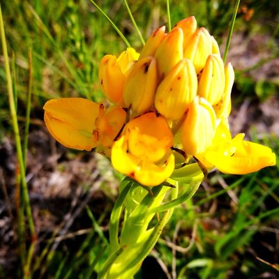 Ceratandra grandiflora, photographed by David Rosenthal