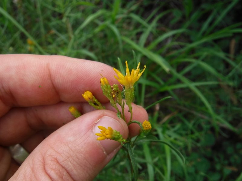 Isocoma coronopifolia, photographed by Eric Knight