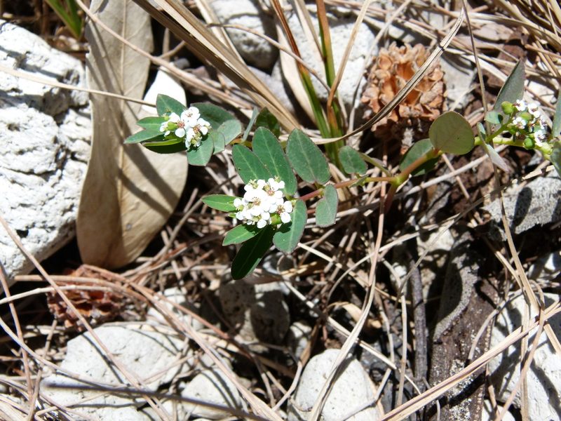 Euphorbia bifida, photographed by botanygirl