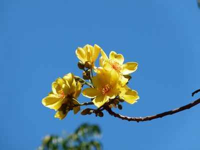 Cochlospermum gillivraei, photographed by botanygirl