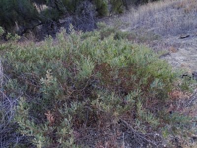 Acacia redolens, photographed by Jesse Rorabaugh