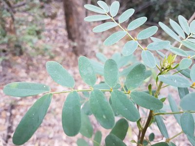 Senna cruckshanksii, photographed by Javier Conejeros Gastó