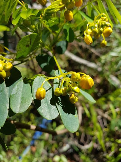 Senna cruckshanksii, photographed by Javier Conejeros Gastó