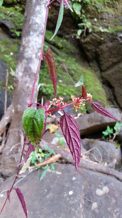 Cissus discolor, photographed by Eugene Popov