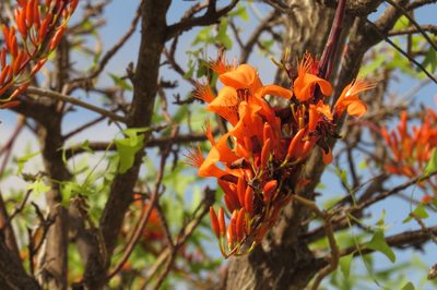 Erythrina vespertilio, photographed by coenobita