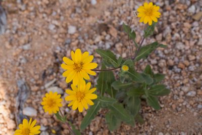 Melampodium sinuatum, photographed by Ken-ichi Ueda