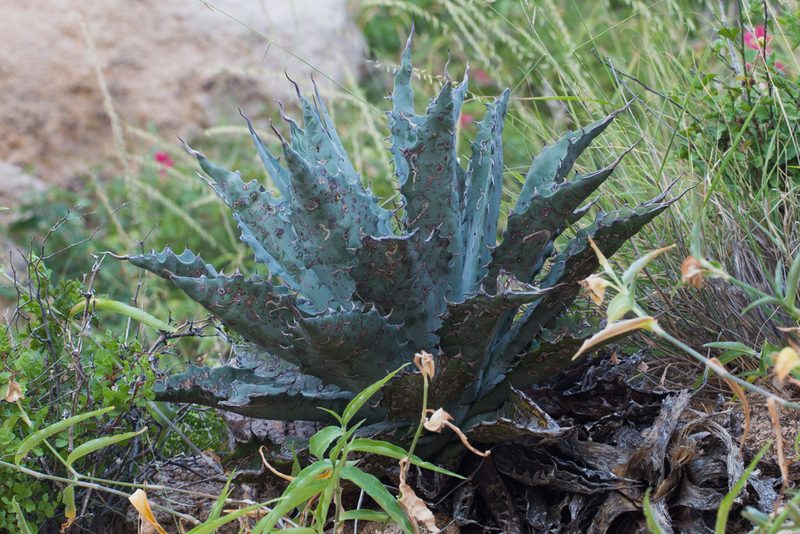Agave sobria, photographed by Ken-ichi Ueda