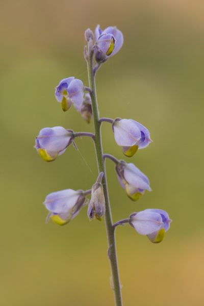 Polygala magdalenae, photographed by Ken-ichi Ueda