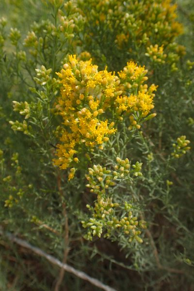 Xylothamia diffusa, photographed by Ken-ichi Ueda