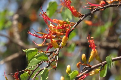 Lysiphyllum carronii, photographed by coenobita