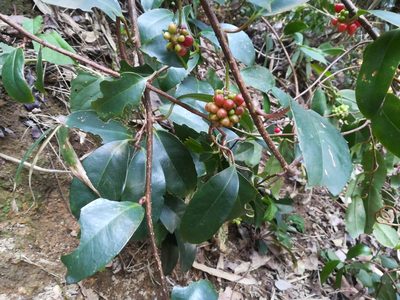 Kadsura japonica, photographed by harum.koh